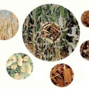 classification of biomass